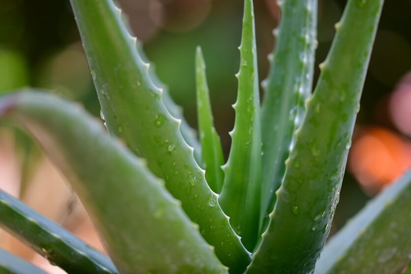 Aloe Vera for eyes