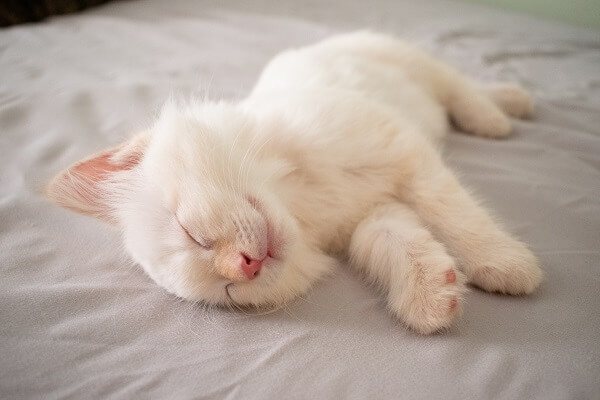 Sleeping kitten