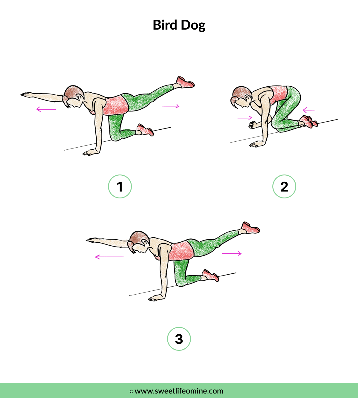 Bird dog - Muffin Top Exercise