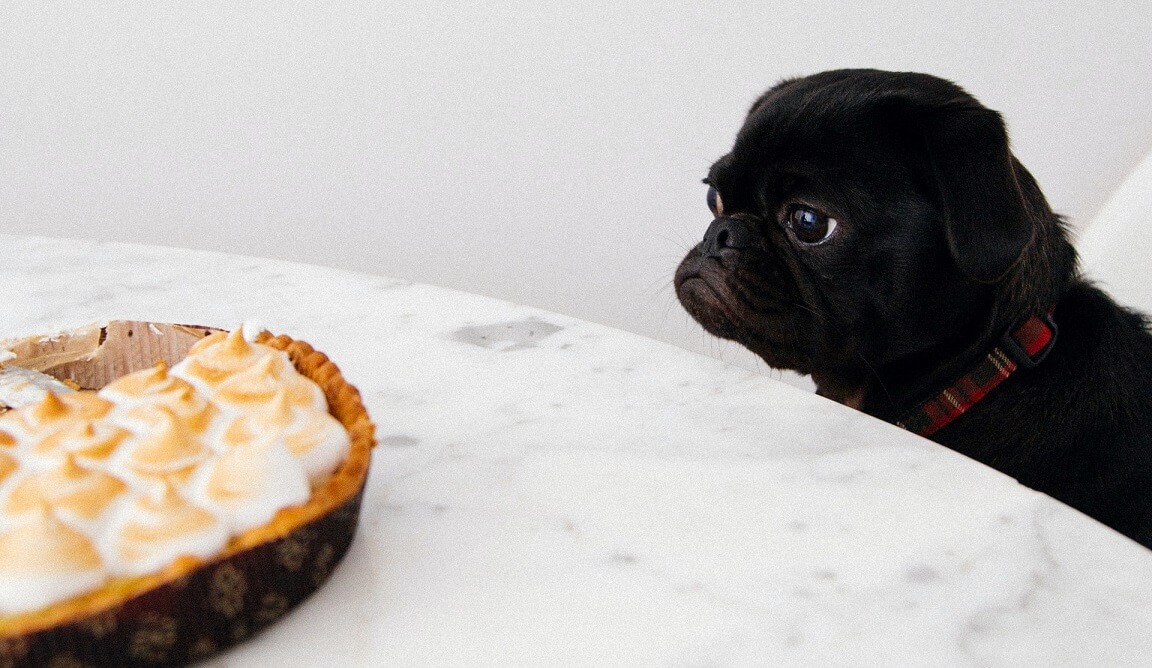 black puppy wants muffins